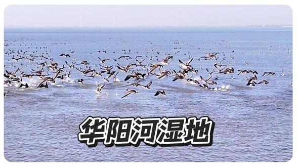 华阳河湿地 #华阳河农场 #景点推荐#家乡美 #宿松
