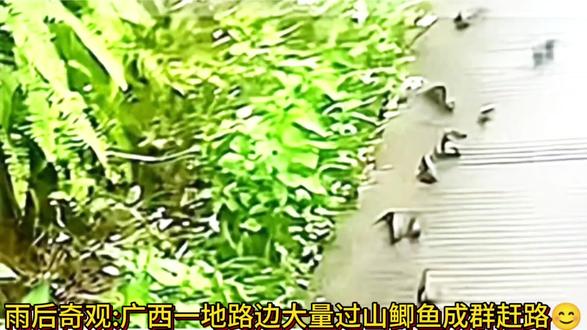 雨后奇观:广西一地路边大量过山鲫鱼成群赶路😊 #自然奇观 #鲫鱼赶路