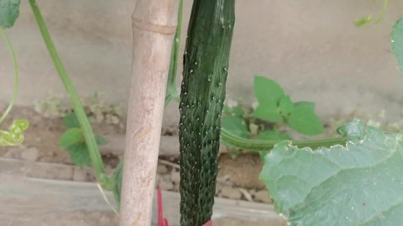 种植黄瓜用这种水来给它灌根,一棵黄瓜能结四十八斤