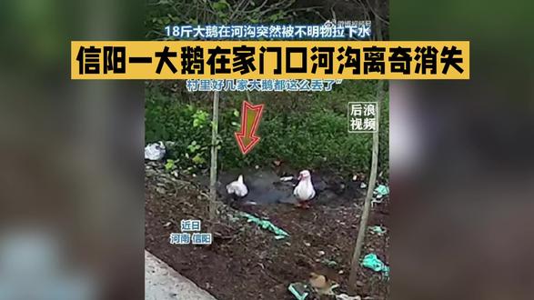 河南信阳18斤大鹅河沟离奇消失 找回时满身伤痕