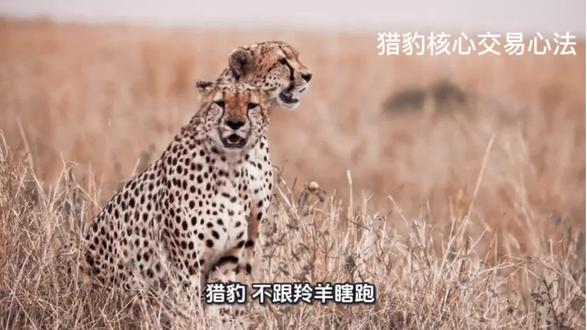 猎豹交易心法 -精准抓投资机会