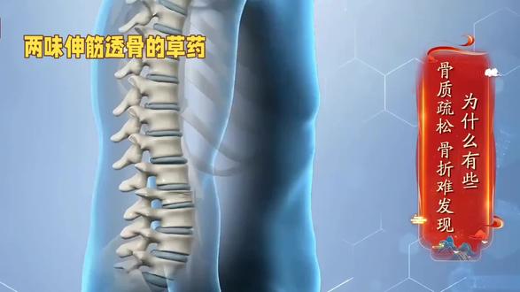 伸筋透骨两草药治骨质疏松