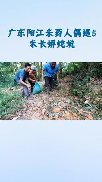 广东阳江采药人偶遇5米长蟒蛇蜕