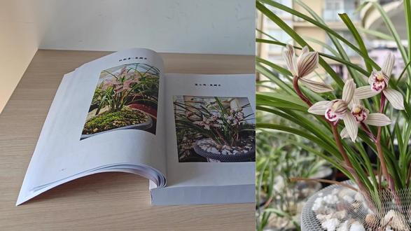 一起认识了解莲瓣兰,荡山荷