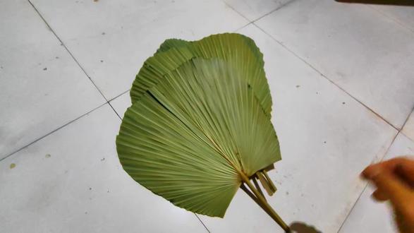试着用芭蕉叶子做了几个扇子用着还可以有点童年记忆的味儿