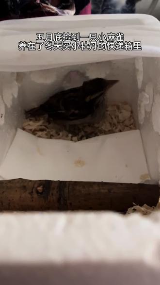 既然有缘捡到你,就要对你负责了 #小麻雀怎么养