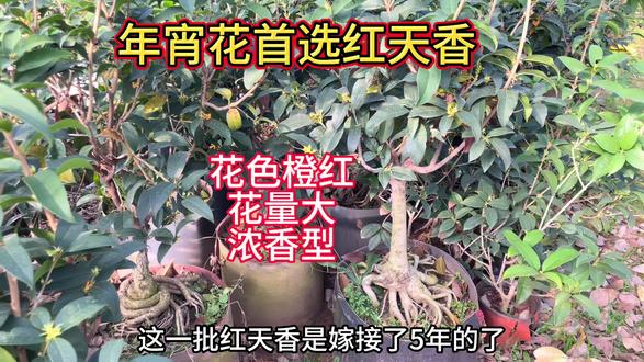 年宵花首选红天香,花色橙红,花量大,浓香型 #桂花 #别墅庭院植物 #天香台阁桂花 #抖音助农 #年宵花