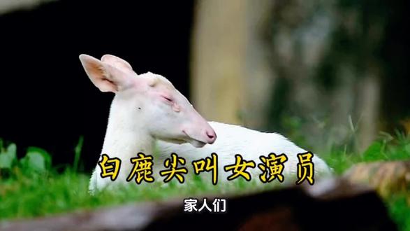 #白鹿尖叫女演员# #原创视频 #创作者扶持计划