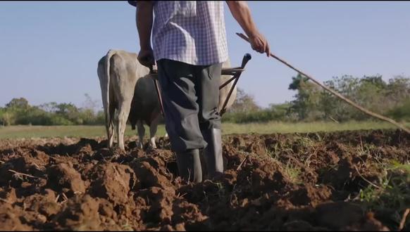 凤凰现世,国泰民安 #凤凰 #凤凰的传说