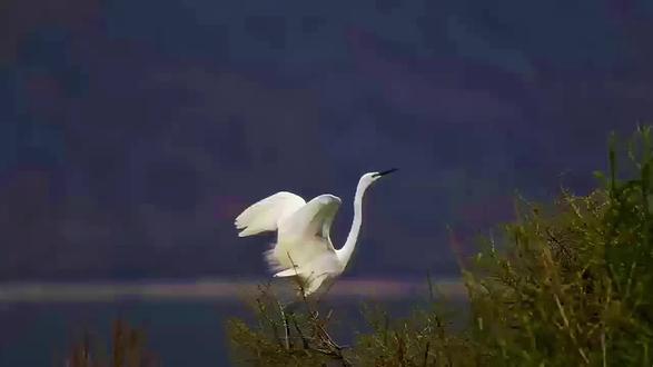 白鹭(原创视频) #白鹭