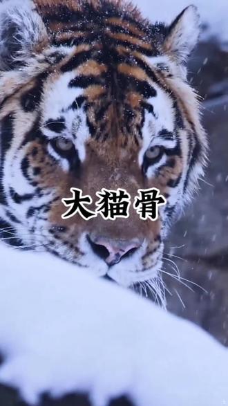 “大猫骨”究竟有什么魔力 老虎身上藏着什么秘密,让古人传了两千多年?说它能“御风”,前足胫骨最珍贵。这不是迷信,是老辈人一代代传下来的说法。
#野生动物 #大猫 #保护野生动物