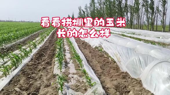 4月30号,拱棚玉米揭膜了