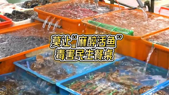 莫让“麻醉活鱼”毒害民生餐桌 #雪狐看世界