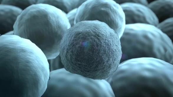 地球上最大的细胞是什么 鸵鸟蛋是目前已知最大的单个细胞,直径可达15厘米以上,重约1.5公斤。细胞中包含丰富的营养物质供胚胎发育。