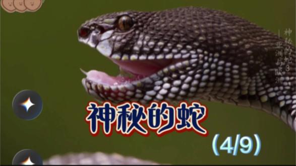 动物世界里蛇神秘的蛇(4/9)