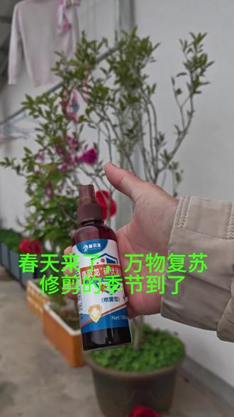 惊蛰到,万物复苏,你的金桔该修剪了 #金桔 #楼顶果园 #新农人计划2022