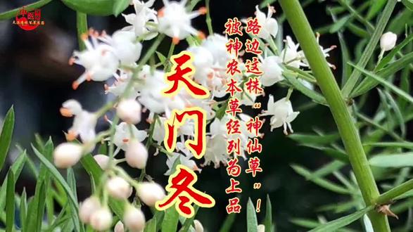 农村叫它飞天蜈蚣的小草,竟是古代皇室都在用的养阴上品。 #中医养生 #骨蒸潮热 #肺燥干咳 #天门冬 你敢信吗?农村叫它飞天蜈蚣的小草,竟是古代皇室都在用的养阴上品,《中国药典》直接收录,功效写得明明白白!你见过它吗?
它就是天门冬,今天我们只讲经典原文,不做诊疗指导,纯科普分享。《神农本草经》记载:天门冬主诸暴风湿偏痹,强骨髓,杀三虫,去伏尸,久服轻身益气,延年不饥。作为上古经典上品药材,它的记载传承千年。
在现行权威《中国药典》中,原文明确:天门冬养阴润燥,清肺生津。用于肺燥干咳,顿咳痰黏,腰膝酸痛,骨蒸潮热,内热消渴,热病津伤,咽干口渴,肠燥便秘。所有内容均为药典原文,真实严谨。
