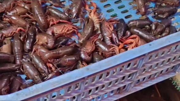 3月小龙虾根本没成熟,为什么网红店却靠优惠券急于推荐上市?