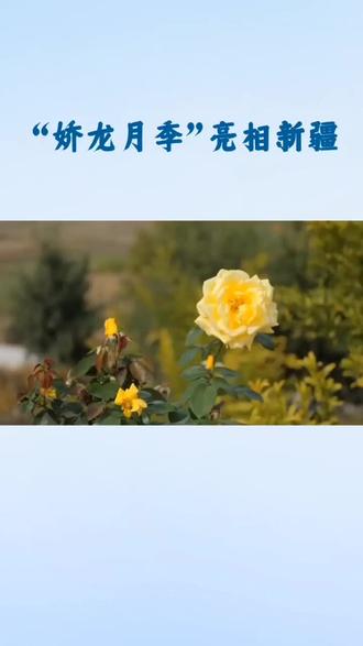 娇龙月季安放娇龙厅。