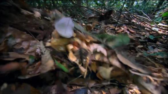 植物界间的残酷厮杀 #植物 #动物世界 #动物科普