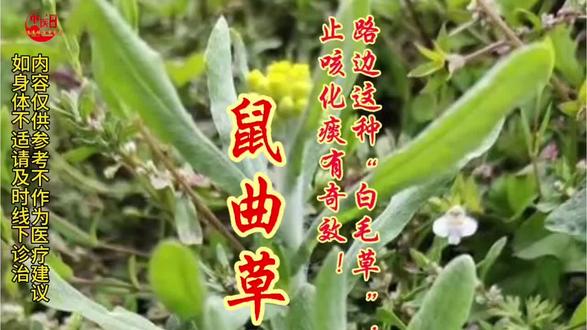 路边这种“白毛草”,止咳化痰有奇效!90%的人不知道 #中草药 #传承中医文化 #中医 #鼠曲草 路边这种“白毛草”,止咳化痰有奇效!90%的人不知道
你肯定在路边、田埂见过这种长满白毛的小草,很多人都随手拔了扔了,殊不知它可是中医眼里的宝贝,就连《中国药典》都明确记载了它的功效!今天这条一定要点赞收藏,关键时刻能用上!
《中国药典》明确记载:鼠曲草,化痰止咳,祛风除湿,解毒。用于咳喘痰多,风湿痹痛,泄泻,水肿,痈肿疔疮。《日华子本草》记载:调中益气,止泄,除痰,压时气,去热嗽。《药类法象》也说它:治寒嗽及痰,除肺中寒,大升肺气。本内容仅为传统医药典籍科普,不构成医疗建议,具体使用请遵专业医嘱。