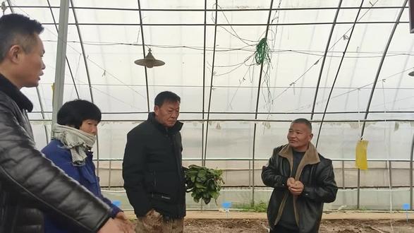 曹县阿普多农业技术员大棚内讲解蔬菜种植技术 蔬菜种植技术