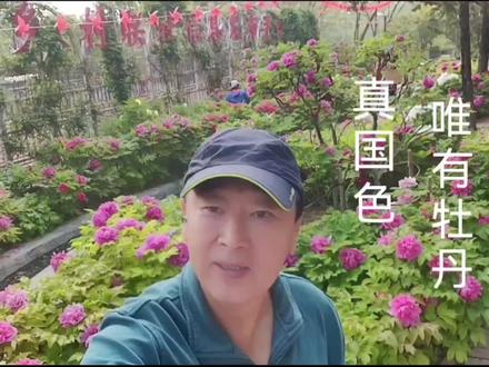 唯有牡丹真国色 唯有牡丹真国色”,这东方的绝色佳人,历经千年仍风华绝代。当真是:彩云初破露华浓,占尽春光第一丛。影落金盘承玉露,香随罗袖入帘栊。古诗云“牡丹,花之富贵者也”,可她将最耀眼的容颜都留在了初春。