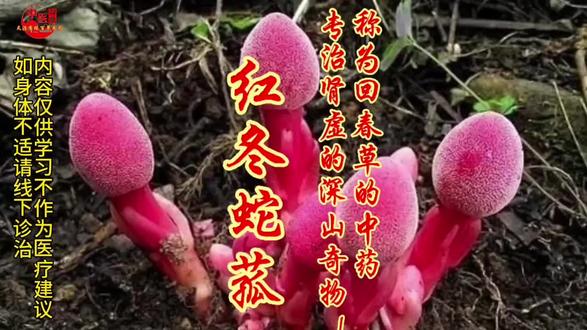 红冬蛇菰被称回春草?专治肾虚腰痛的深山奇物! #中药养生 #肾虚 #调经 #回春草 #红冬蛇菰 红冬蛇菰被称回春草?专治肾虚腰痛的深山奇物!
是不是肾虚腰痛、风湿痹痛阴雨天就钻心难受?今天聊的这株中药被民间称做回春草,它就是红冬蛇菰。
《本草纲目拾遗》中记载它“补虚涩精,赶气止痛”,针对肾虚引发的精气不足、腰膝酸软,是老祖宗传下来的调理好物;《湖北省中药材质量标准》也收录了红冬蛇菰,明确其能“清热解毒,凉血止血”,像咽喉肿痛、尿血、痔疮出血这类问题,都在它的适用范围内。
男女都能受益才是关键!女性朋友注意了,中医里它有“调经活血”的作用,对于经血不畅、有血块,用它搭配一些温通的中药煲汤能帮着通气血;经常失眠多梦的人,借助它“养心安神”的特性,能舒缓神经改善睡眠,这可是深山里的天然养生方。还有被风湿痹痛缠上的人,它能祛风除湿,缓解关节僵硬疼痛。