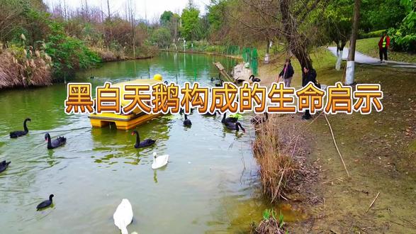 遵义的鸟岛天鹅的家园