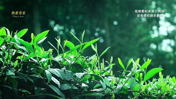 《茶山行吟》完整版 你看那山不是山
是我未说出口的岸
你看那水不是水
是昨夜梦里折的船
风推不开这层叶
我走不出这片天
只把脚步轻轻放#原创视频