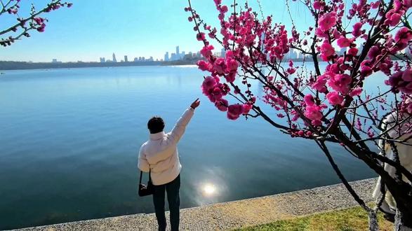 马年正月初三赏梅#南京玄武湖