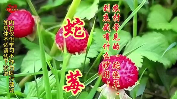 被误认“蛇果”的它,药典里到底记载了什么用途 #中医养生 #疔疮 #痈肿 #蛇莓你是不是身上总爱冒小疔疮、小疙瘩?
喉咙动不动就肿痛,小伤口还迟迟好不透?
去检查没大问题,但反反复复就是让人闹心!
你敢信吗?咱们田埂边、墙角旁常见的一种小红果,
早就被写进《中国药典》专克这些小麻烦!
它长得像迷你草莓,却总被当成“有毒”不敢碰,
今天就揭秘这味被忽略的中药——蛇莓
《中国药典》明确记载:蛇莓 甘、苦,寒。清热解毒,凉血,消肿。
对应中医传统应用,主要针对这些情况:
- 痈肿疔疮、咽喉肿痛
- 湿热黄疸
- 跌打损伤、瘀血肿痛
特别提醒:这是药典记载的传统功效,绝非医疗建议,如若使用请先咨询中医师。