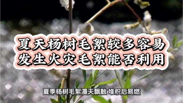 夏天杨树毛絮较多容易发生火灾毛絮能否利用