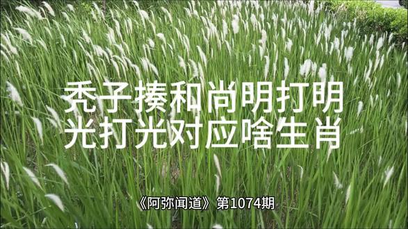 秃子揍和尚明打明光打光对应啥生肖 《阿弥闻道》第1074期《秃子揍和尚明打明光打光对应什么生肖》
阿弥跟五台山弘愿老禅师说:中华文化博大精深,一句话关联丰富内涵,说起来都是一套一套的,只要能自圆其说都是文化。比如有人问:秃子揍和尚——明打明光打光对应什么?
弘愿老禅师不由得笑一声和蔼地说道:阿弥啊,这句歇后语对应的生肖有两个,一个是谐音关联的生肖兔。“秃”与“兔”谐音,且两者发音相似度高,因此通过谐音梗可推测答案为兔。这种解读强调歇后语的表面趣味性,符合谜语中常见的谐音转化逻辑。
另一个是地支与时间关联的生肖羊。“明打明”中的“明”对应地支中的“未时”(下午1-3点),未时对应的生肖为羊。同时,“光打光”被引申为阳光普照的意象,与“三阳开泰”的民俗象征(羊)关联。
此外,根据特性联想推测其他生肖为虎、鸡、猴。虎:象征威猛与直接对抗,符合“明打明”的强硬姿态。鸡:公鸡争斗时冠羽高耸、动作张扬,契合“光打光”的直白场景。猴:机敏活泼,可能隐含戏剧化的冲突表现。
由于地域文化差异:不同地区对歇后语的解读可能因方言或文化背景产生差异,导致答案多样性。而兔(谐音)与羊(地支)是较主流的推测;虎、鸡、猴等生肖则需结合具体情境或附加提示进一步验证。实际使用时,可结合谜题出题背景或常见谜语逻辑优先考虑谐音类答案。
老禅师啊,您用一句佛经解一下这句歇后语如何?老禅师眨眨眼道:
《楞严经》云:“见见之时,见非是见”,此谜恰喻修行破执着相。“秃子”表断烦恼相,“和尚”显修行相,两者互搏实为“我执”与“法执”的缠斗。“明打明”喻强分空有(兔属阴卯木,表妄动),“光打光”指错认真妄(未时阳土为羊,表住相)。《金刚经》言“无我相人相”,兔羊之争终归“卯未相破”的虚妄轮回。若彻悟十二生肖本如来藏妙真如性,则鼠牛虎兔皆演妙法,何曾有斗?
天天念能量偈,稽首顶礼至尊诸圣为众生祈福:南无阿祖太上老君!阿弥陀佛!六时吉祥!阿观自在,日日好日!行善积德,越来越好!南无阿弥陀佛,一切变得越来越好!但愿一切如你所愿!摩诃般若波罗蜜多!阿观自在,菩提萨婆诃!阿观自在,南无观音观自在菩萨!南无观音观自在菩萨!………
(李松阳2025公历0522《非常财富》第02914篇 阿弥闻道第1074期)#生肖#生肖
