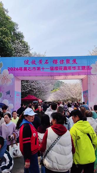 #家乡 黄石樱花大爆发❗️今日实况,满屏都是人。。