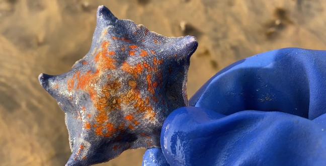 牡蛎、生蚝、海蛎子三种的区别