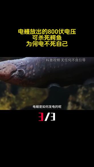 电鳗放出的800伏电压可杀死鳄鱼,它如何发电?为何电不死自己?(3)