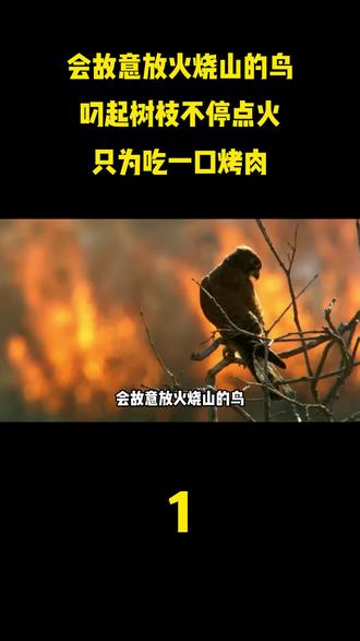 会故意放火烧山的鸟,叼起树枝不停点火,只为吃一口烤肉
