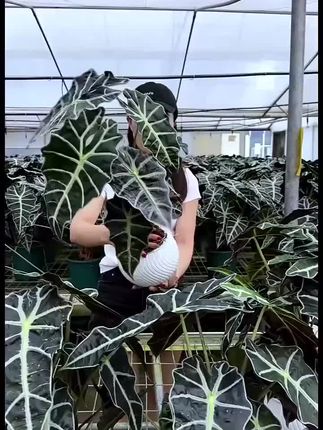 搬新家一定要摆的绿植!