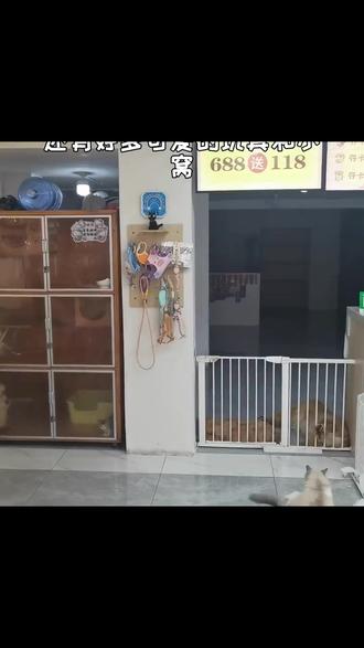 汪斯基宠物九块九剪指甲,原价二十大砍价!猫狗兔适用,鞍山热销,手艺好。奖工街老铁别错过,快带崽崽打卡! (注意,叠加新人价后的价格是9.9元,团购价是10元;)#纯黑色雪纳瑞 #我们叫西高地 #飞耳茶杯泰迪 #护食 #粘人的汪