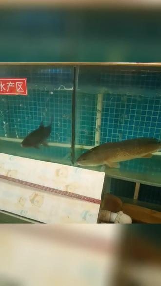 江州朋友看过来!梁记横县鱼生放大招,红眼鱼生一斤仅 55 元,原价 68 直降。老板手艺好,刀工精湛。堂食打包都香,江州区热销。路过别错过,买两份全家乐! (【退款规则】到店核销:随时可退,过期未核销自动退)#鹅肝 #河豚鱼 #美食探店 #天妇罗 #潮汕美食