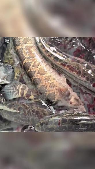 郭记鱼号放大招,年年有鱼套餐来袭,原价214现98!双锅底、三配菜,荤素搭。堂食外带皆可,黔西南新店热销,速约饭搭子冲! #小肥羊 #徽菜 #火锅 #火锅烤肉 #团队聚餐