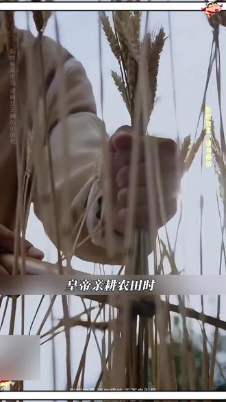 08143-2 金色稻穗与苍白骨灰,这对比太刺目了! #是谁贪了朕的粮仓 #麦芽短剧 #百亿剧好看计划 #因为一个片段看了整部剧 #热门短剧