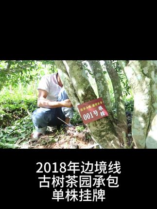 时光如梭,一晃眼七年已过! 七年前,我在云南边境包茶园!你又在哪里喝茶呢?#茶 #茶生活 #茶生活茶人茶事 #普洱茶原产地 #古树普洱茶