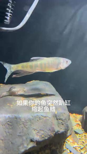 急救!鱼突然趴缸、缩鳍、不游动,三步排查救回来 #养鱼 #新手养鱼 #养鱼日记 #宠物