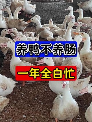 养鸭不养肠一年全白忙 #蛋鸭养殖 #种鸭 #养鸭人 #调理肠道益生菌 #复合益生素