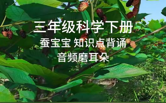 科学 #三年级科学下册 迎接蚕宝宝的到来。必背知识点磨耳朵音频。##迎接蚕宝宝的 #迎接蚕宝宝的到来 #科学第二单元必背