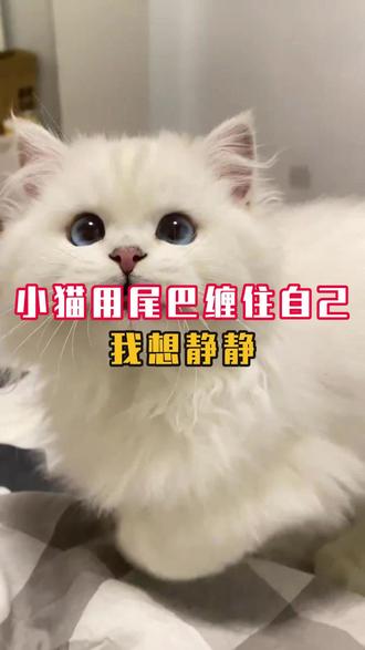小猫给你说话的肢体语言,一定要理解 #猫 #猫咪 #养猫人 #养猫经验分享 #萌宠