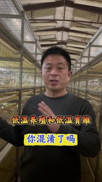 低温养殖和低温育雏,你搞清楚了吗#养鸡 #养殖通风管理 #养殖疾病管理 #养殖小技巧