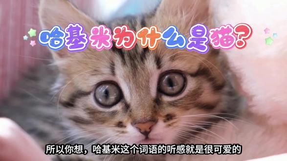 哈基米为什么是猫?